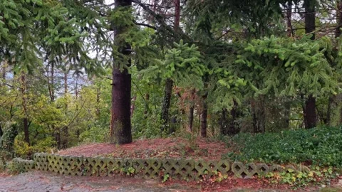 Pine forest with green trees and moss after gentle rain Stock Footage 319060634