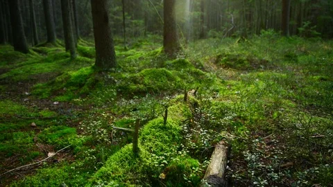 Pine forest ground covered with a dense layer of moss Stock-Footage 96911709