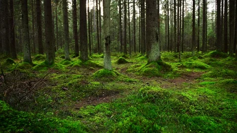 Pine forest ground covered with a dense layer of moss Stock Footage 96916131