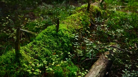 Pine forest ground covered with a dense layer of moss Stock-Footage 96923171