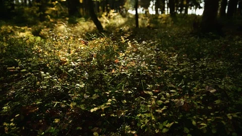 Pine forest ground covered with a dense layer of moss 動画素材 96925604
