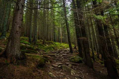 Pine forest ground covered with a dense layer of moss, Carpathian mountains Stock Photos
