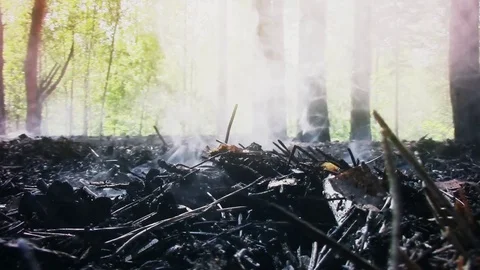 Pine forest ground smoking after fire \ new quality nature scenic view cool Stock Footage 80548450