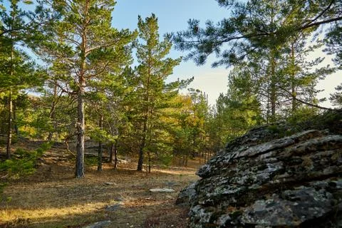 Pine forest grows on the stones. Stock Photos