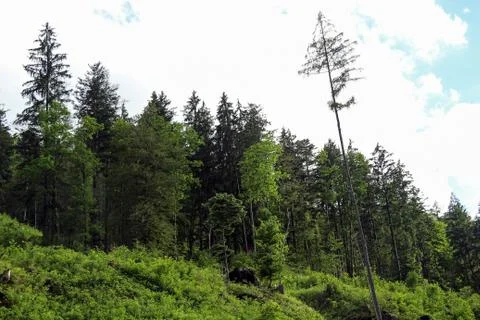 Pine Forest Growth Stock Photos