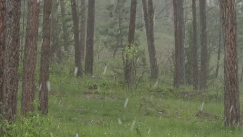Pine Forest in Hail Storm with Sound Hailstones Falling on Ground Stock Footage 134515176
