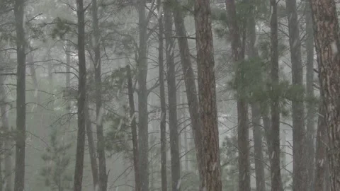 Pine Forest in Hail Storm with Stones Ice Falling in Summer in Slow Motion Stock Footage 134515759