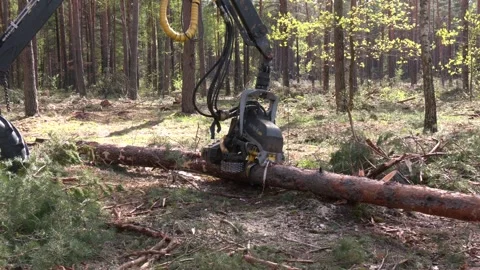 Pine forest harvesting machine at work during clearing of a plantation Video stock 288711416