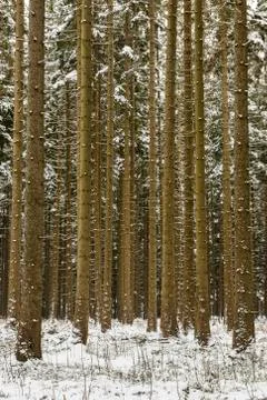 Pine Forest Harz Germany Stock Photos