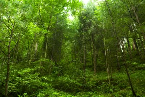 Pine Forest in HDR Stock Photos