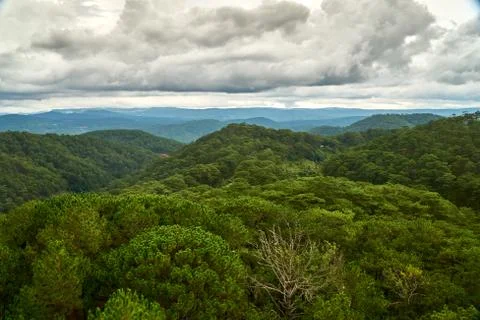 Pine forest - high angle view - from the Dalat Cable Car to the Truc Lam pagoda Stock Photos