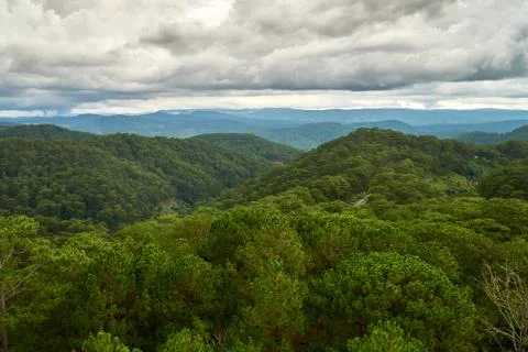 Pine forest - high angle view - from the Dalat Cable Car to the Truc Lam pagoda Stock Photos