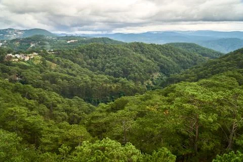 Pine forest - high angle view - from the Dalat Cable Car to the Truc Lam pagoda Stock Photos