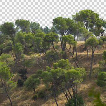 Pine forest high angle view Stock Photos