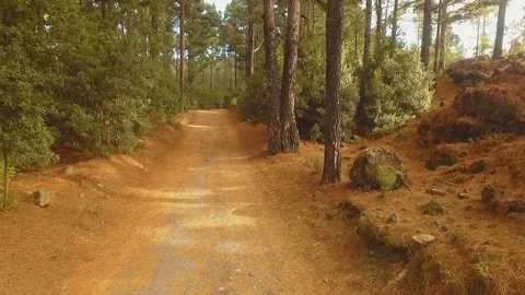 Pine forest high in the mountains on a clear sunny day Video stock 80732093