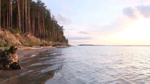 Pine forest on a high seashore. Stock Footage 213222876