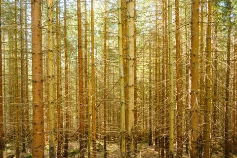 Pine forest with high trees in sunlight Fotos Stock