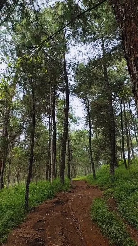 Pine Forest Hiking Trail Stock Footage 341629006