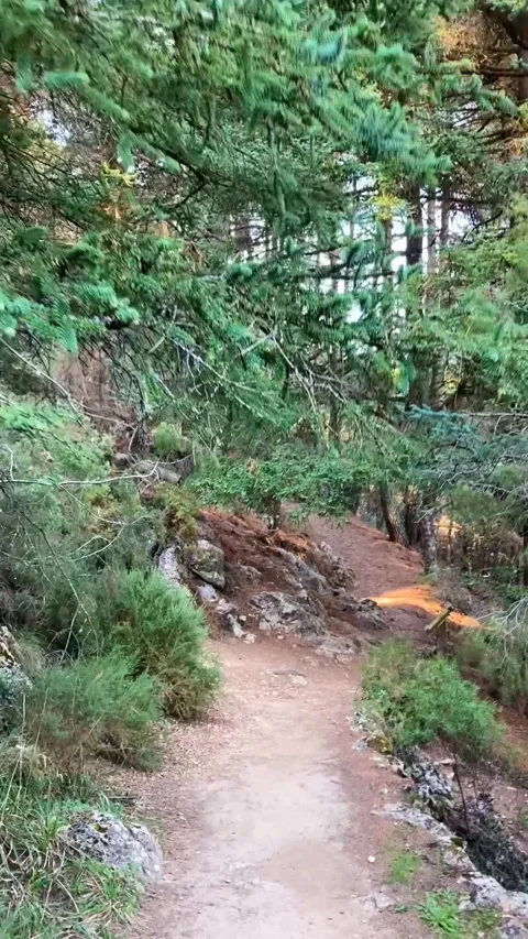 Pine forest on hiking trail to peak Torrecilla Stock Footage 283684355