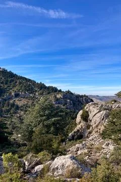 Pine forest on hiking trail to peak Torrecilla Stock Photos