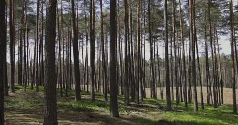 Pine forest on a hill, 4K slomo Stock Footage 244325839
