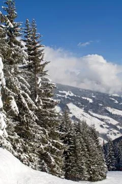 Pine forest on the hill Stock Photos