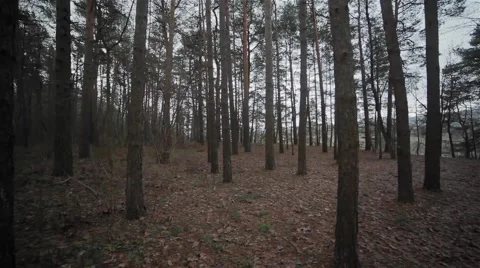 Pine forest up the hill slope. Winter landscape Stock Footage 47866951