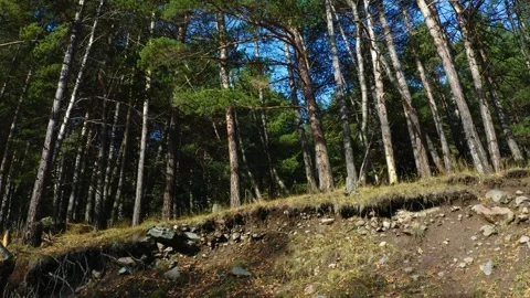 Pine Forest on a Hillside in North Caucasus, Russia Stock Footage 320856681