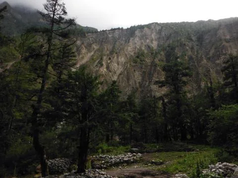 Pine forest before a Himalayan cliff Foto stock