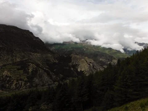 Pine forest in a Himalayan landscape Foto stock