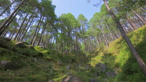 Pine forest in Himalayan mountain, India. Stock Footage 82923062