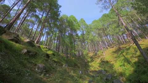 Pine forest in Himalayan mountain, India. Video stock 82923070