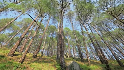 Pine forest in Himalayan mountain, India. Stock Footage 82923088