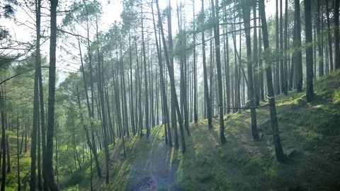 Pine forest in Himalayas mountain, India. Stock Footage 82923079