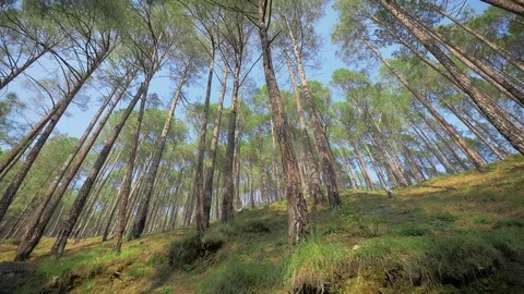 Pine forest in Himalayas mountain, India. Stock Footage 82923085