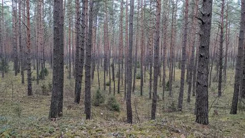 Pine forest to the horizon Stock Photos