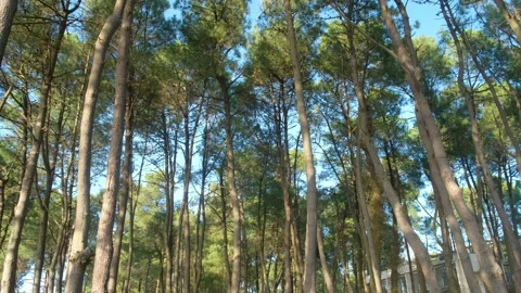 Pine forest with huge trees low angle view on blue sky background. Stock Footage 309197460