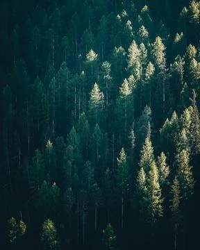 A pine forest illuminated by sun rays in the morning, Alps, Italy Stock Photos