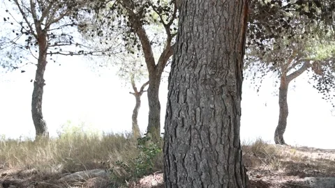 A pine forest illuminated by the sun at sunset Vidéo 153271243