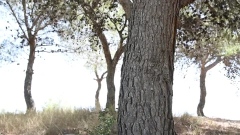 A pine forest illuminated by the sun at sunset Stock Footage 153271250