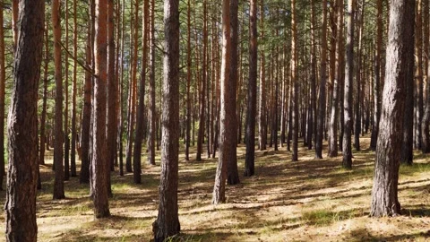 A pine forest illuminated by sunlight. Background of a wooded area. Stock Footage 285957026