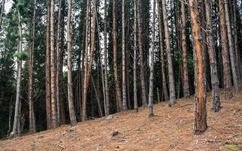 Pine forest inclined Stock Photos