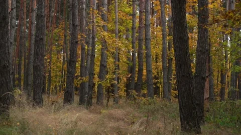 Pine forest from the inside in the autumn time of the day Stockbeeldmateriaal 164592296