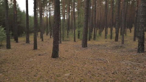 Pine Forest Interior – Camera Pan Across Trees and Bark, Overcast Light Stock-Footage 343130780