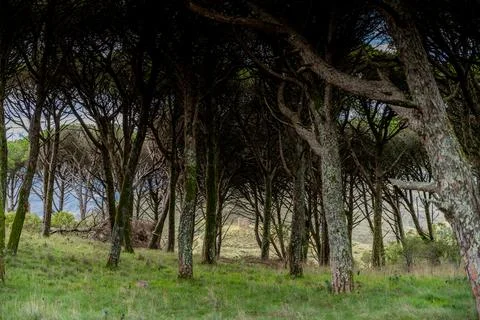 Pine forest interior with twisted trunks and grassy floor Stock Photos