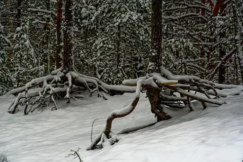 Pine forest in January Foto stock