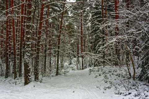 Pine forest in January Foto stock