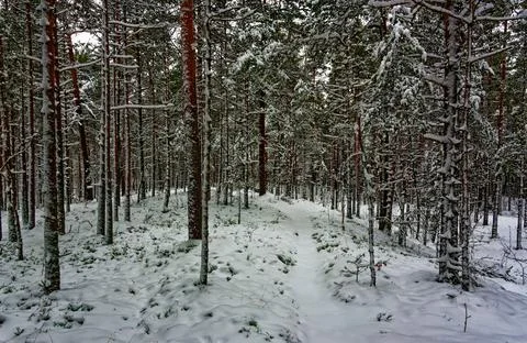 Pine forest in January Stock Photos