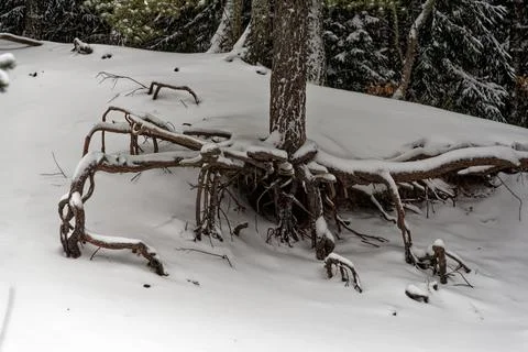 Pine forest in January Foto stock