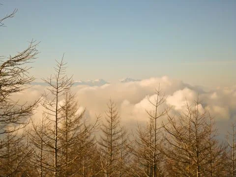 Pine forest at japan Stock Photos